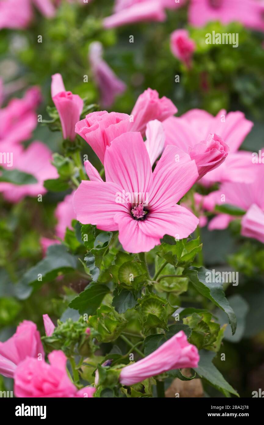 Fleurs roses chaudes Lavatera Novella. Banque D'Images