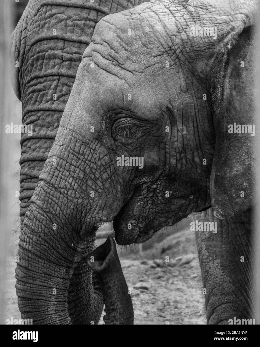 Les éléphants sont des mammifères de la famille des Elephantidae et des animaux terrestres les plus importants. Banque D'Images