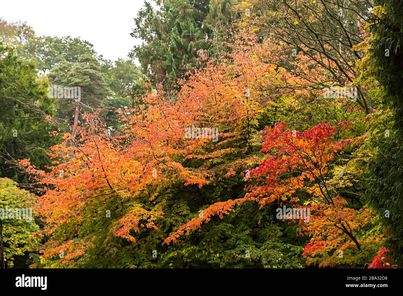 Westonbirt Arboretum, Gloucestershire, Royaume-Uni, Enhgland Banque D'Images