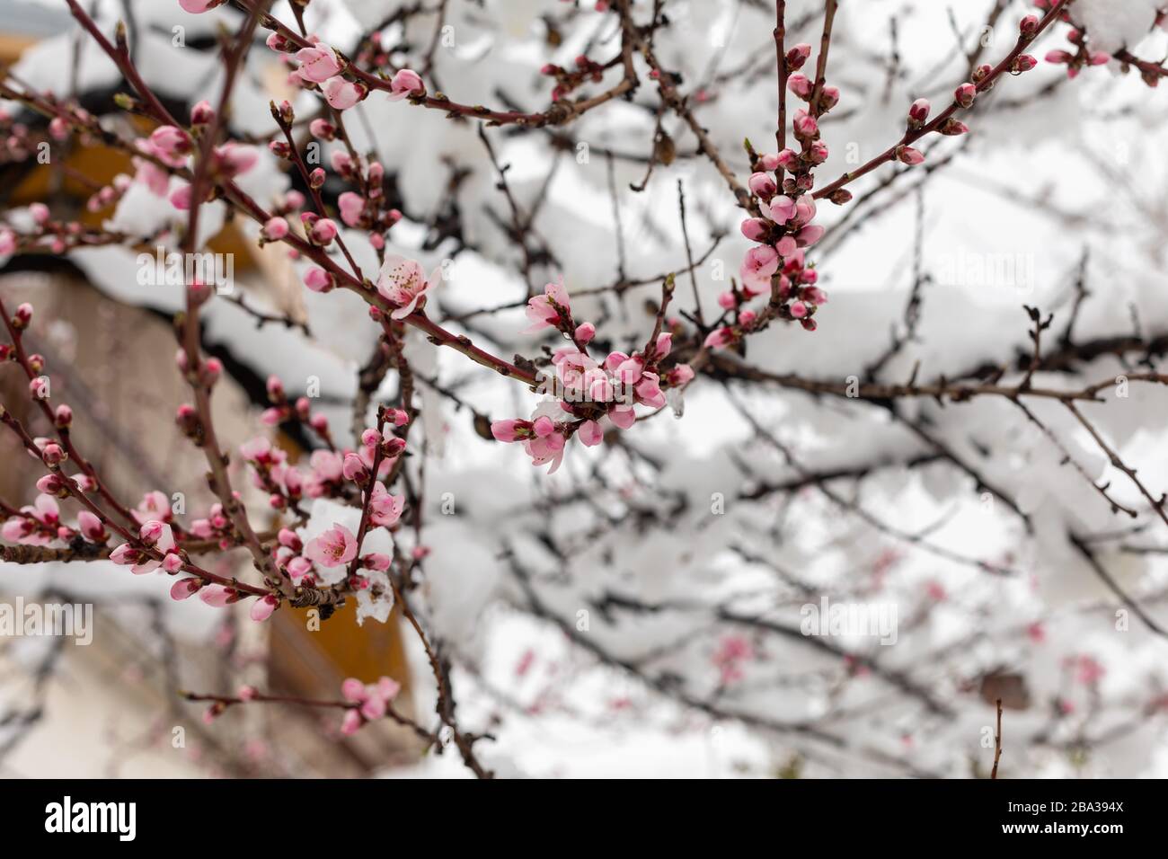Neige sur des fleurs de pêche. Branches d'arbres fleuris recouvertes de neige. Printemps avec forte chute de neige Banque D'Images