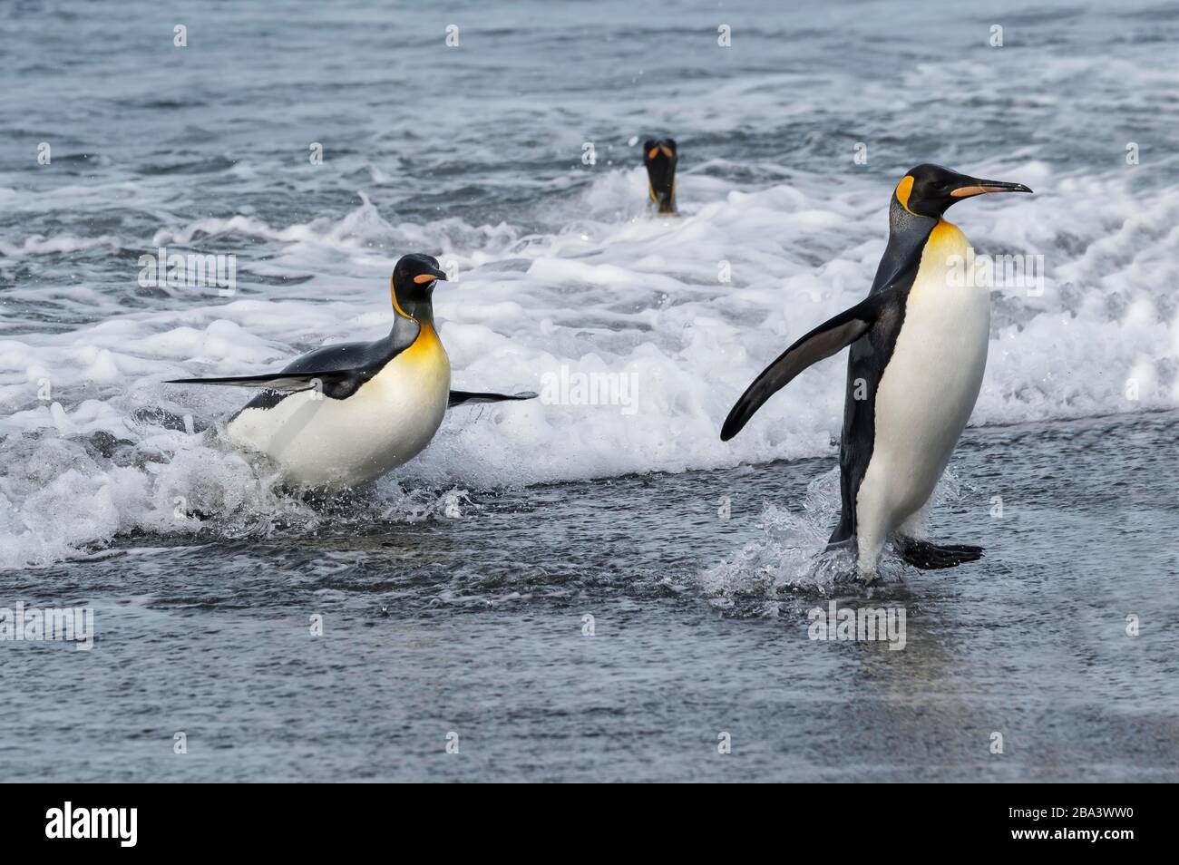Groupe des pingouins du roi (Aptenodytes patagonicus) sortant de l'eau, plaine de Salisbury, Ile de Géorgie du Sud, Antarctique Banque D'Images