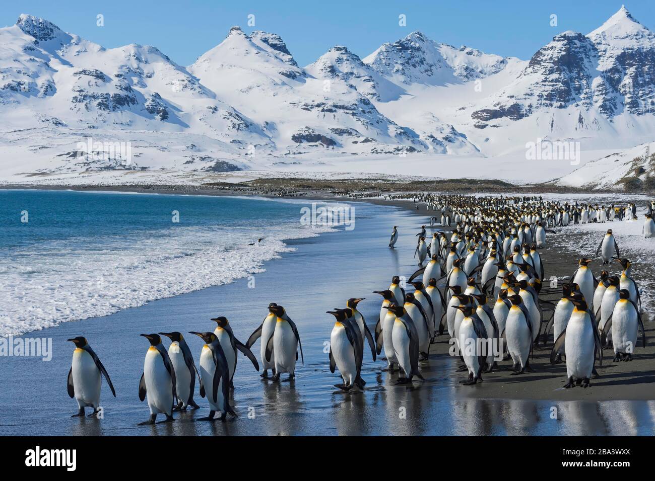 King Penguins (Aptenodytes patagonicus) à la plage, plaine de Salisbury, île de Géorgie du Sud, Antarctique Banque D'Images