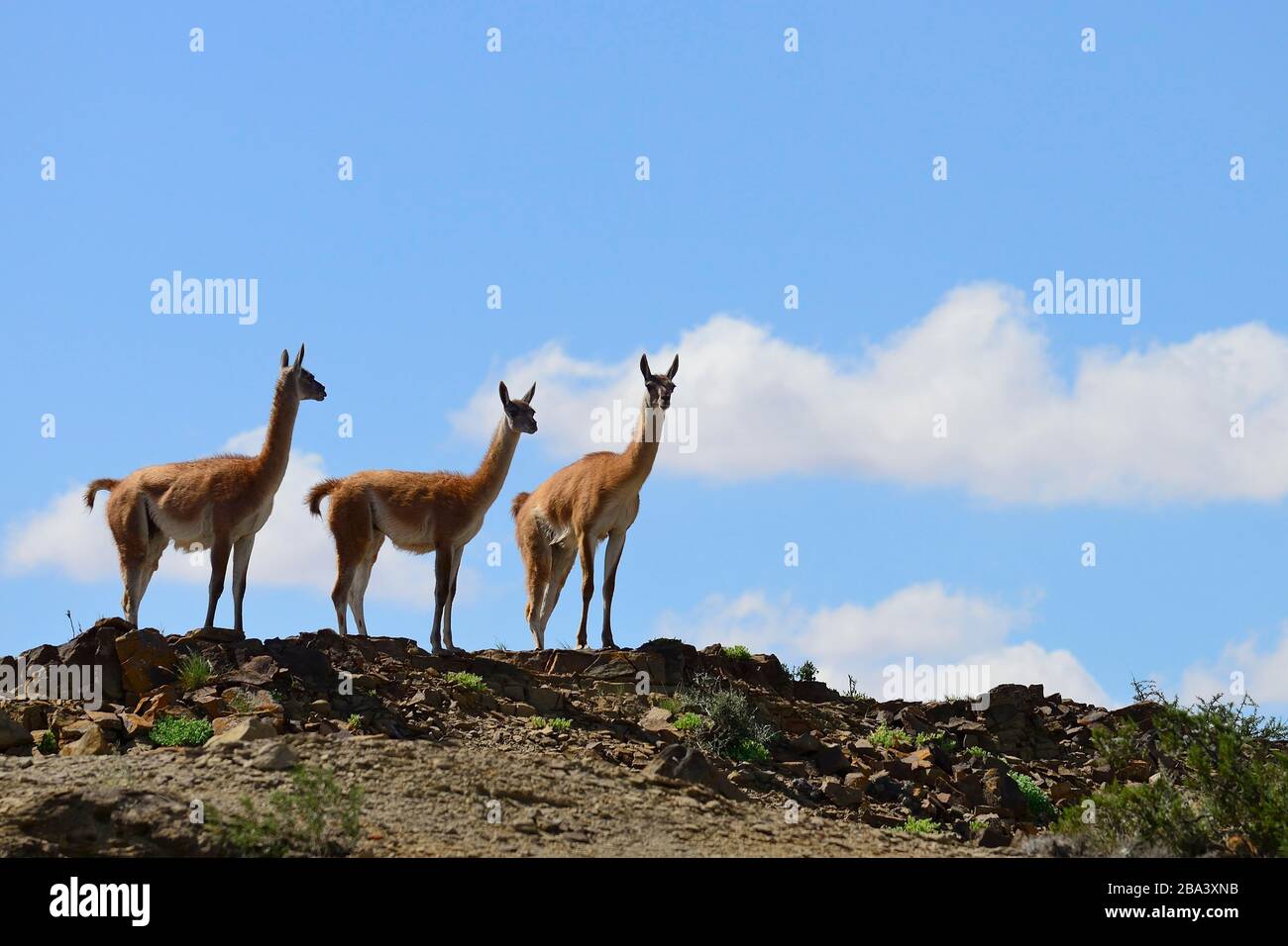 Trois Guanacos (Llama guanicoe) observer, réserve naturelle d'Ischigualasto, province de San Juan, Argentine Banque D'Images