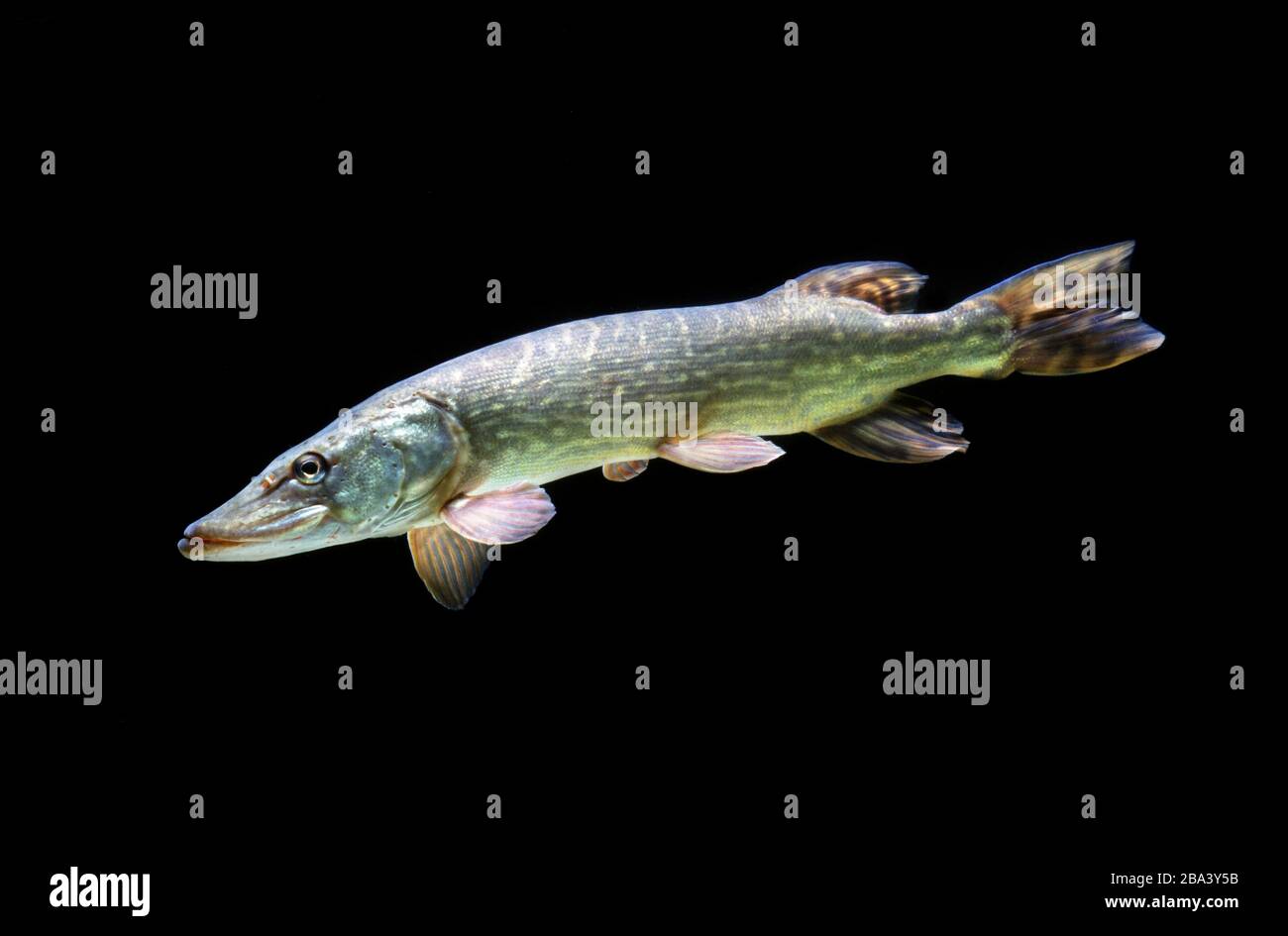 Grand brochet (Esox lucius), captif, France Banque D'Images
