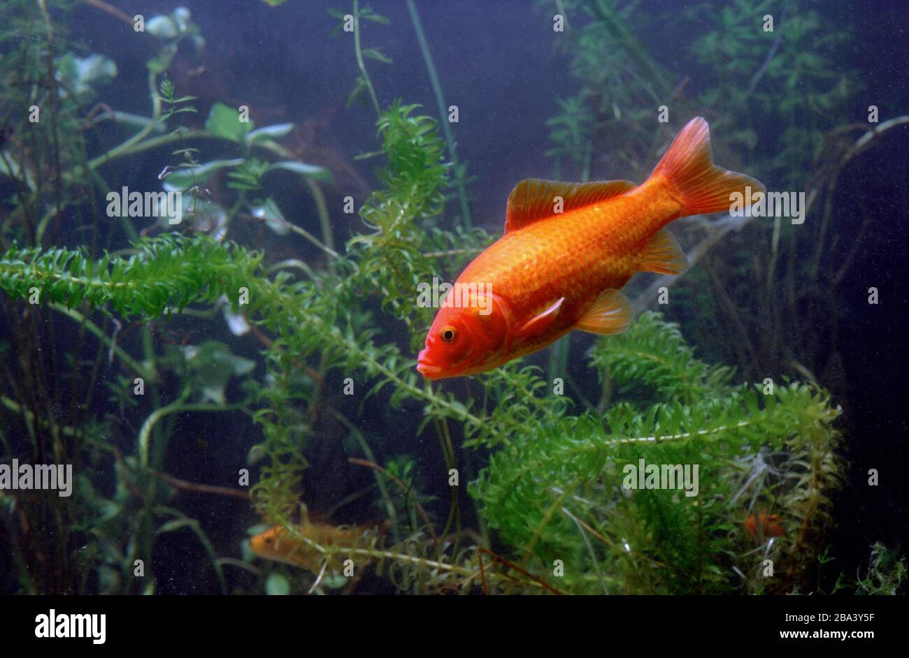 Pisson Rouge Poisson rouge carassius auratus Banque de photographies et d’images à ...
