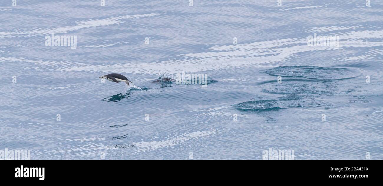 Un pingouin court de Chin ' Pygoscelis antarcticus ' marsouins à la terre d'alimentation. Banque D'Images