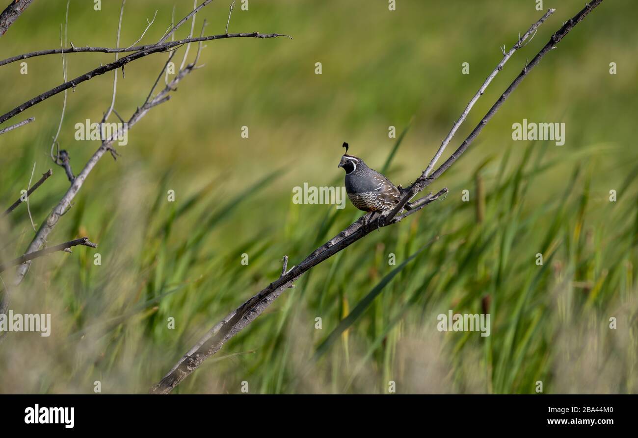 Un Quail de Californie ' Callipepla californica ' est assis sur une branche. Banque D'Images