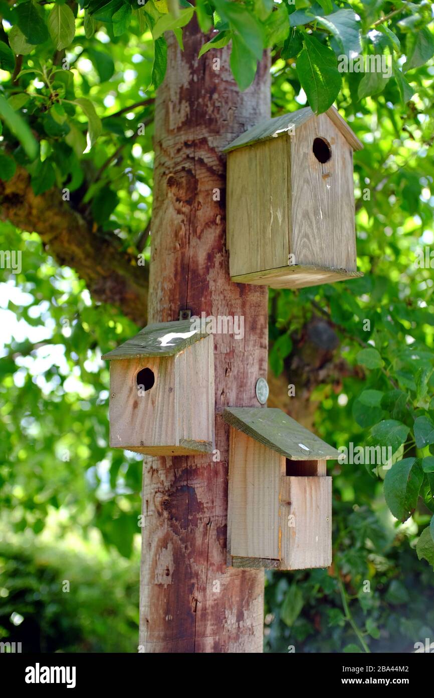 Boîtes à oiseaux sur un poteau d'électricité dans un jardin. Banque D'Images