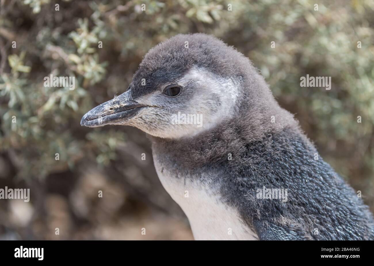 Un poussin de pingouins Magellanic ' Spheniscus magellanicus ' attend la nourriture des parents. Banque D'Images