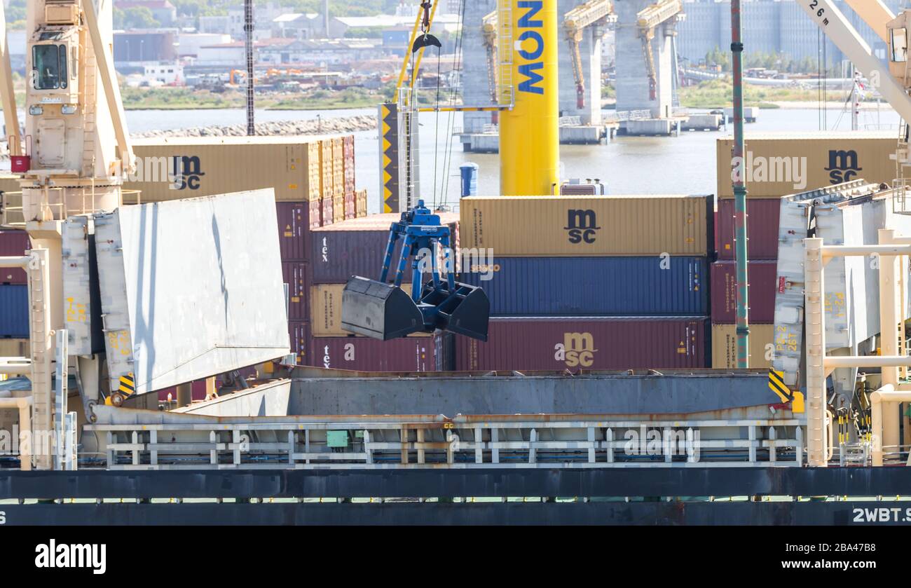 Un Quail de Californie ' Callipepla californica ' est assis sur une branche. Banque D'Images