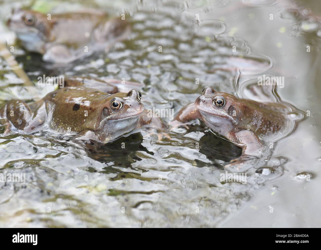 Peebles Scottish Borders, Royaume-Uni .25 mars 20 . Faune grenouille brune commune européenne (Rana temporaria) à l'étang du jardin de reproduction pendant l'assaisonnement d'accouplement Banque D'Images