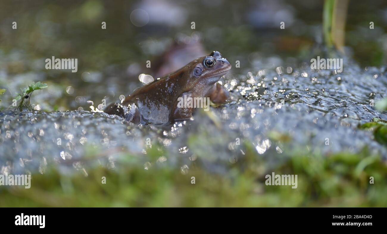 Peebles Scottish Borders, Royaume-Uni .25 mars 20 . Faune grenouille brune commune européenne (Rana temporaria) à l'étang du jardin de reproduction pendant l'assaisonnement d'accouplement Banque D'Images