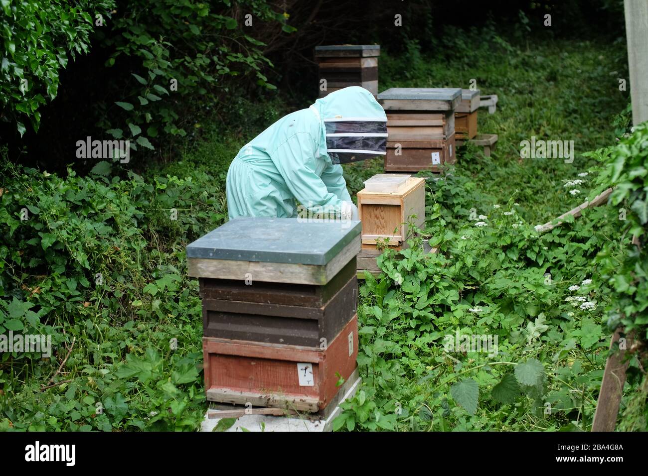 Apiculteur amateur nourrissant du sucre pour compléter la nourriture pour les ruches. ROYAUME-UNI Banque D'Images