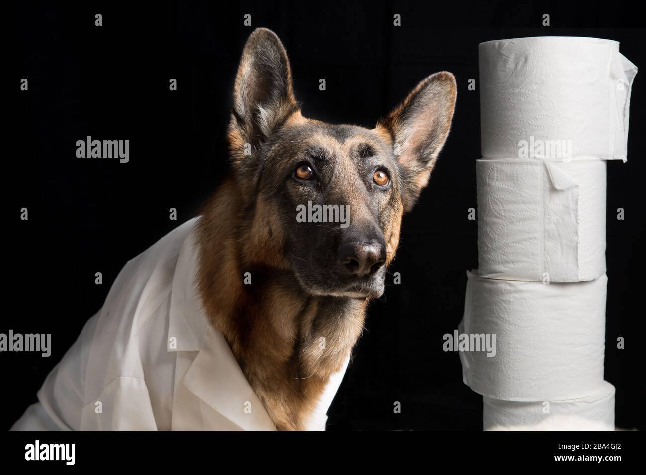 Revêtement de recouvrement du virus Corona sur le chien avec papier toilette. Le Berger allemand concept sur les animaux contre le coronavirus covid19 Banque D'Images