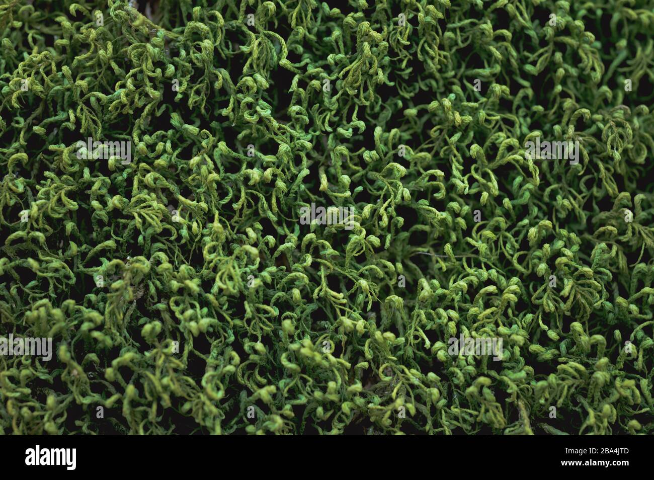Moss on a rock - photographie de nature extérieure Banque D'Images