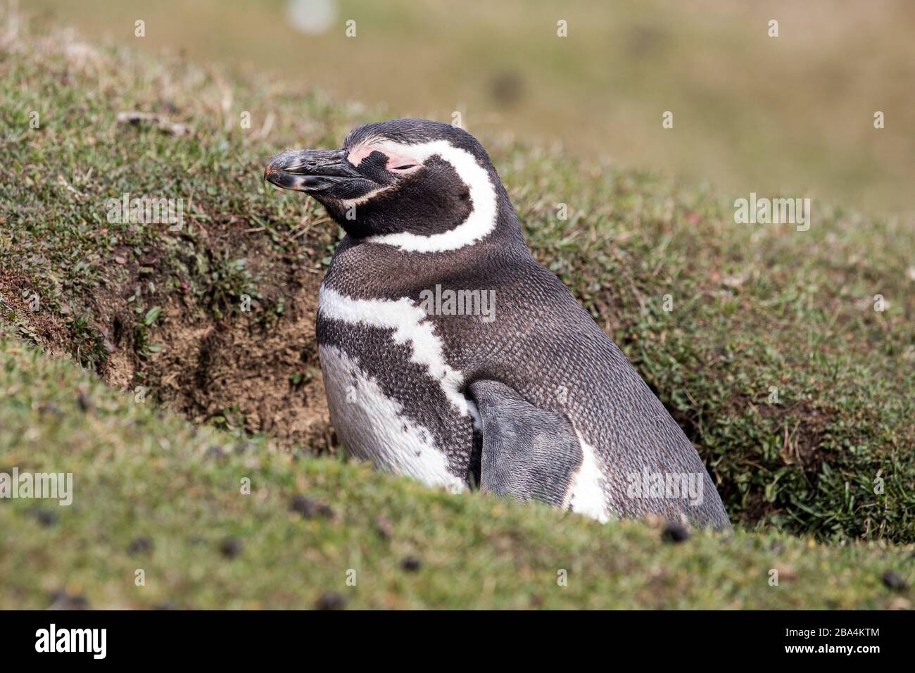 Martin-pêcheur pie Banque D'Images