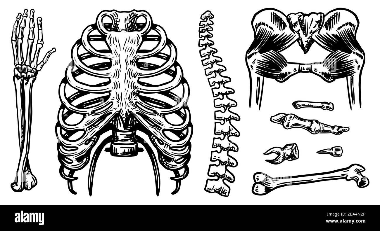 Anatomie des os et des muscles humains. Systèmes d'organes. Corps et Thorax et bassin. Collection d'éléments. Jambe et bras. Biologie gravée dessinée à la main Illustration de Vecteur
