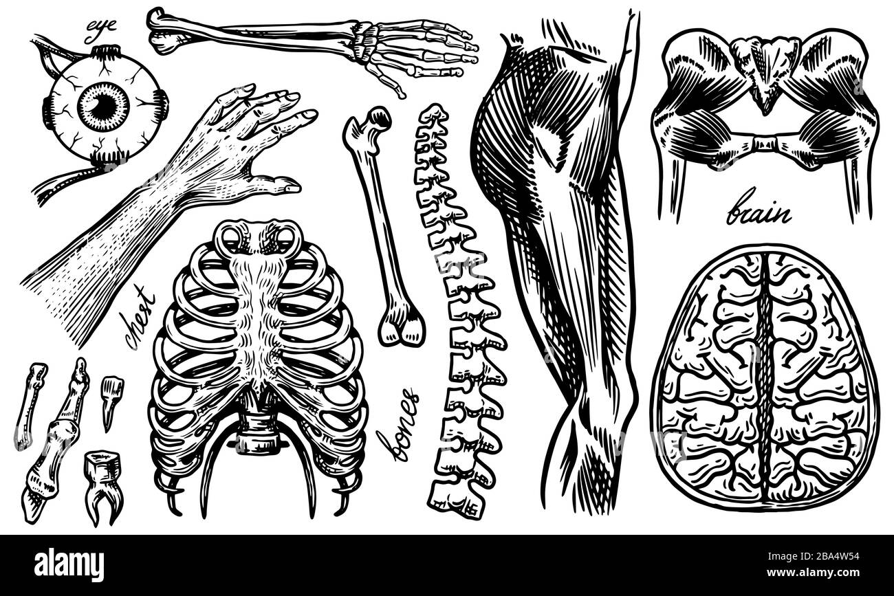 Anatomie des os et des muscles humains. Systèmes d'organes. Corps et Thorax ou poitrine, côtes et bassin, cœur et cerveau, œil et colonne vertébrale. Jambe et squelette du Illustration de Vecteur