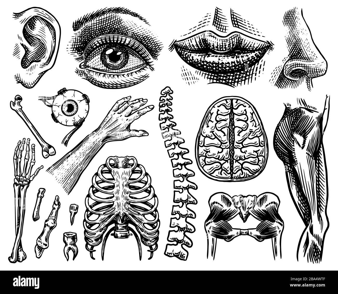 Anatomie des os et des muscles humains. Systèmes d'organes. Corps et Thorax et bassin, cœur et cerveau, œil et colonne vertébrale, collection de cortex sensoriels. Jambe et Illustration de Vecteur