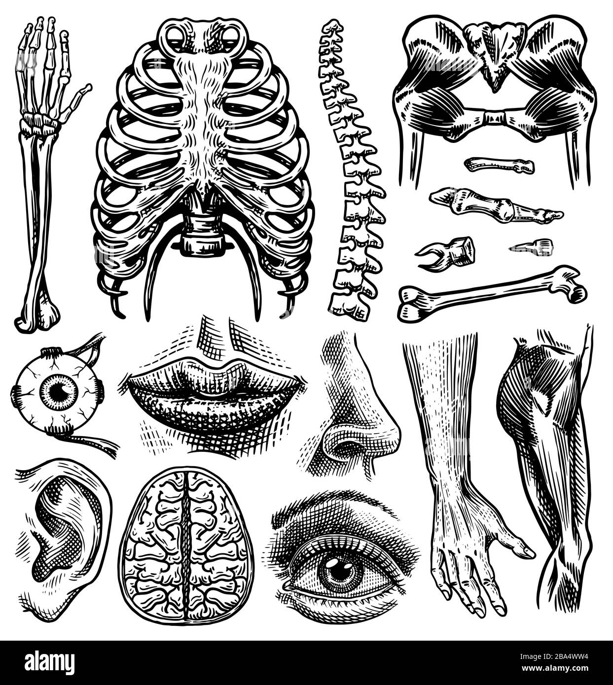 Anatomie des os et des muscles humains. Systèmes d'organes. Corps et Thorax et bassin, cœur et cerveau, œil et colonne vertébrale, collection de cortex sensoriels. Jambe et Illustration de Vecteur