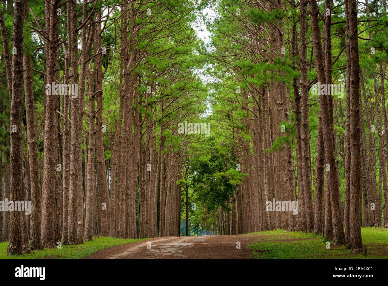 BO Kaeo Pine Tree Garden, Bo Luang, Chiang Mai Banque D'Images