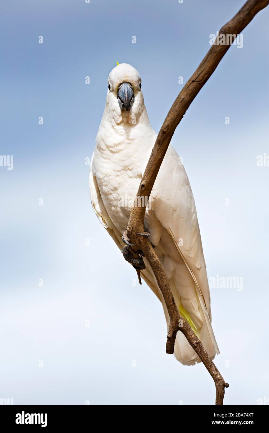 Oiseaux / Cockatos à la crème de soufre australien dans Halls Gap, Victoria Australie. Banque D'Images