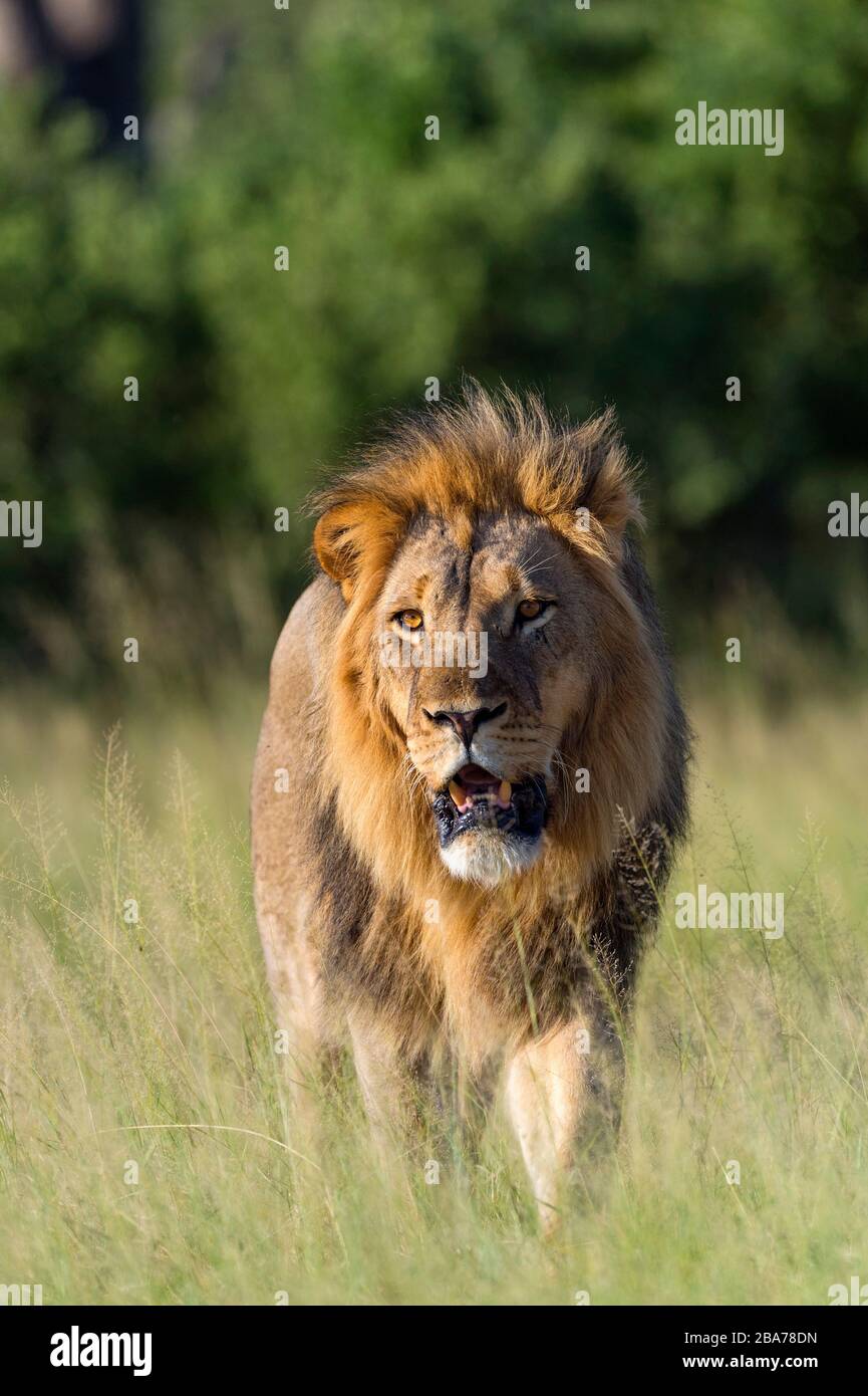 Un grand mâle lion vu dans le parc national de Hwange au Zimbabwe. Banque D'Images