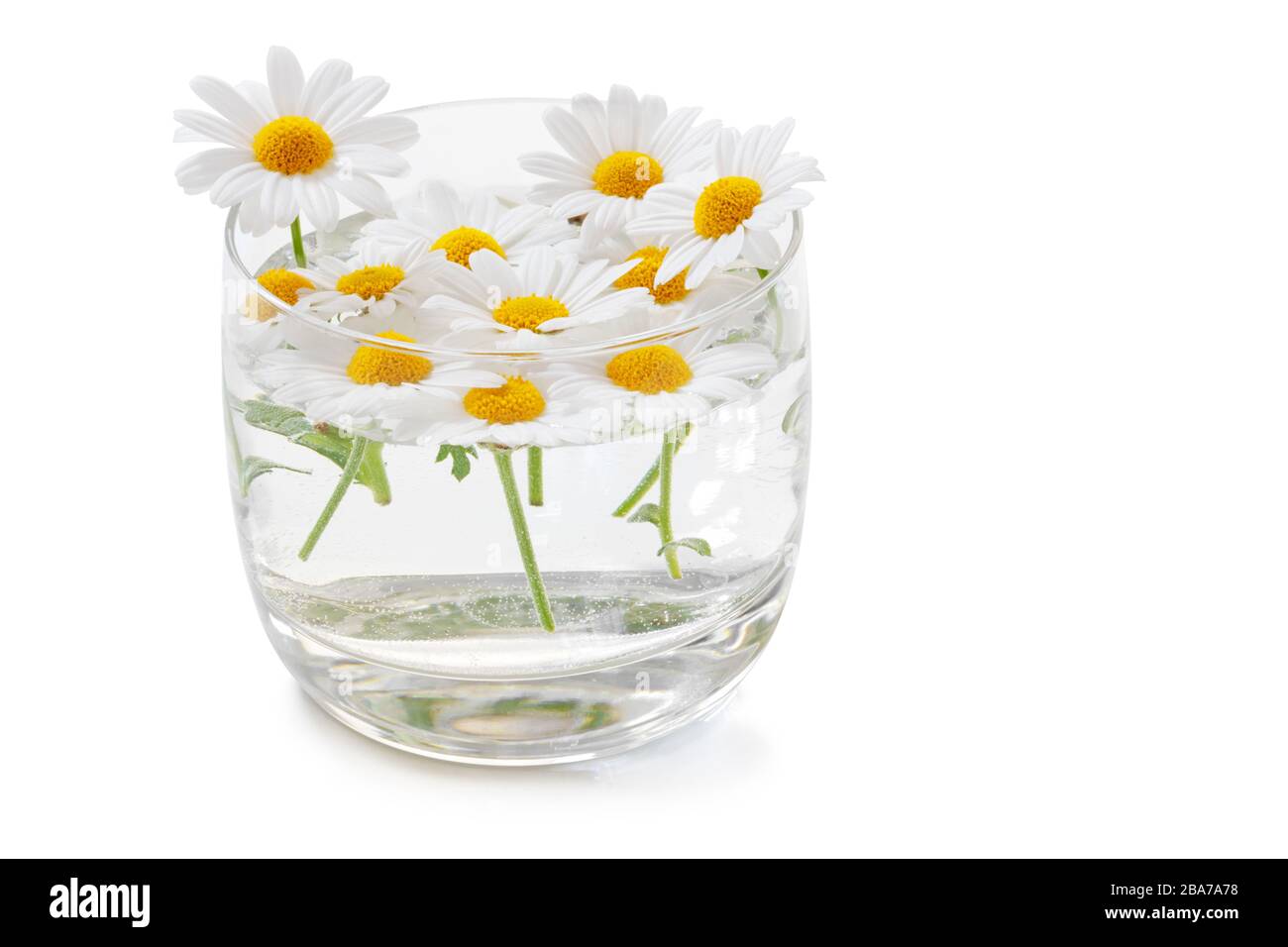 Beaucoup de belles daisies (Marguerite) nagent dans un verre avec de l'eau, isolé sur fond blanc, y compris le chemin de découpe sans ombre. Allemagne Banque D'Images