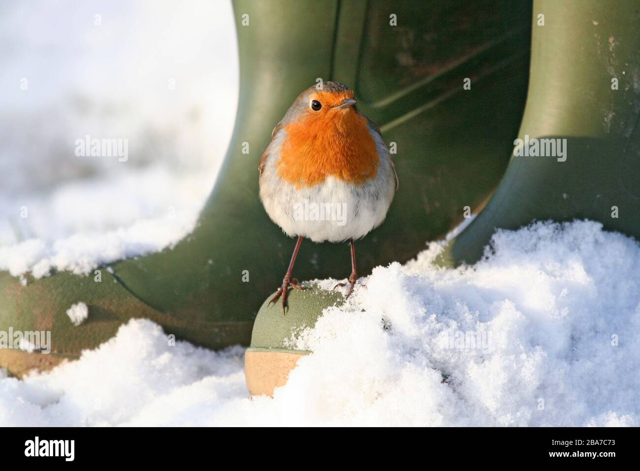 robin (erithacus rubecula) sur les bottes de Wellington dans l'Aberdeenshire neige Banque D'Images