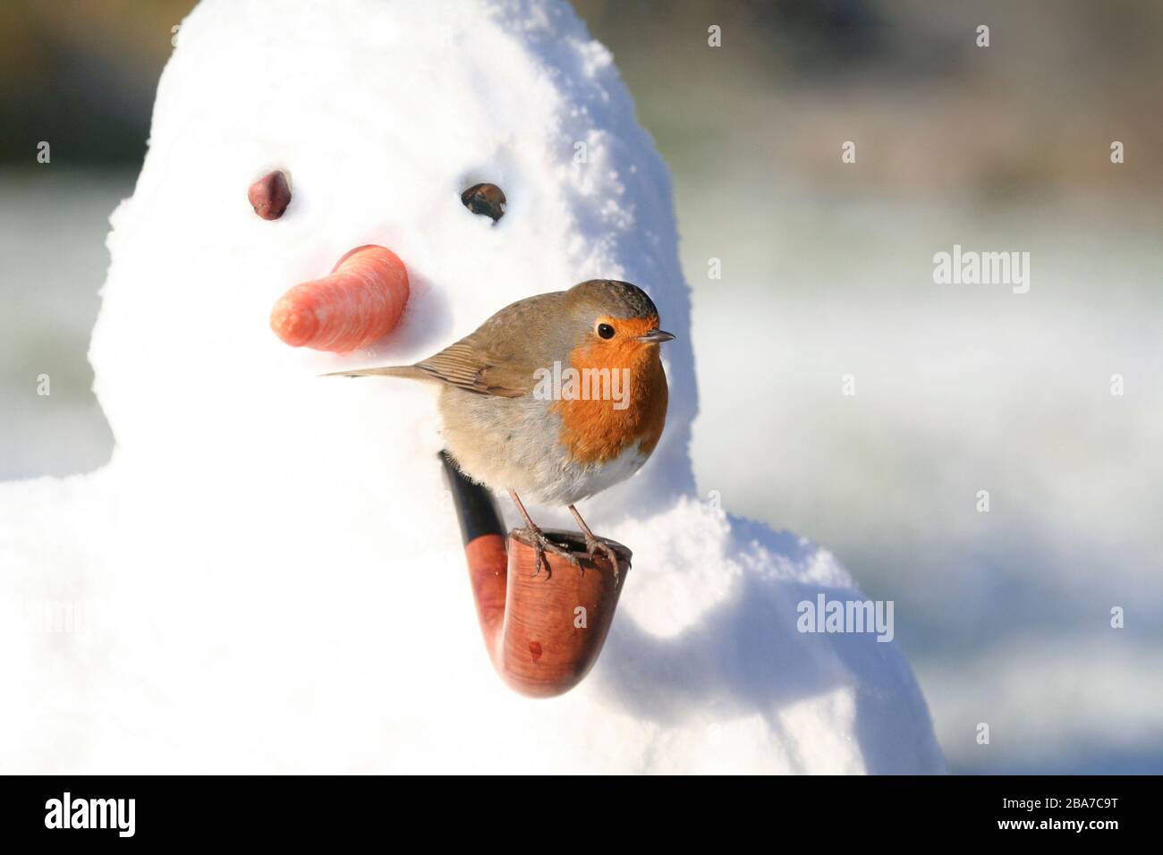 Robin erithacus rubecula, perché sur la pipe du bonhomme de neige, Aberdeenshire Banque D'Images