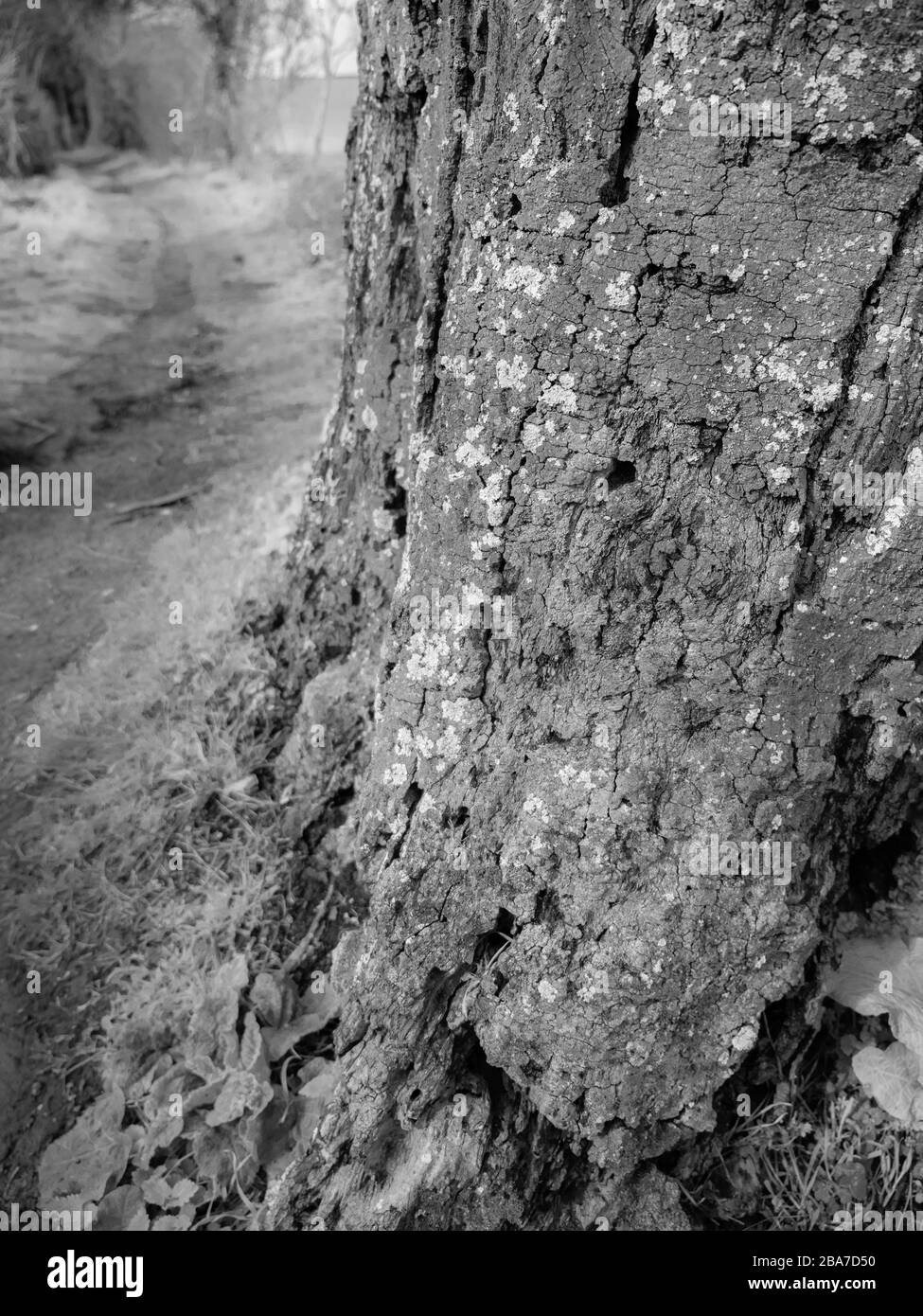 Paysage noir et blanc, Lichen sur Oak Tree, Ridgeway National Trail, Chiltern Hills, Banque D'Images
