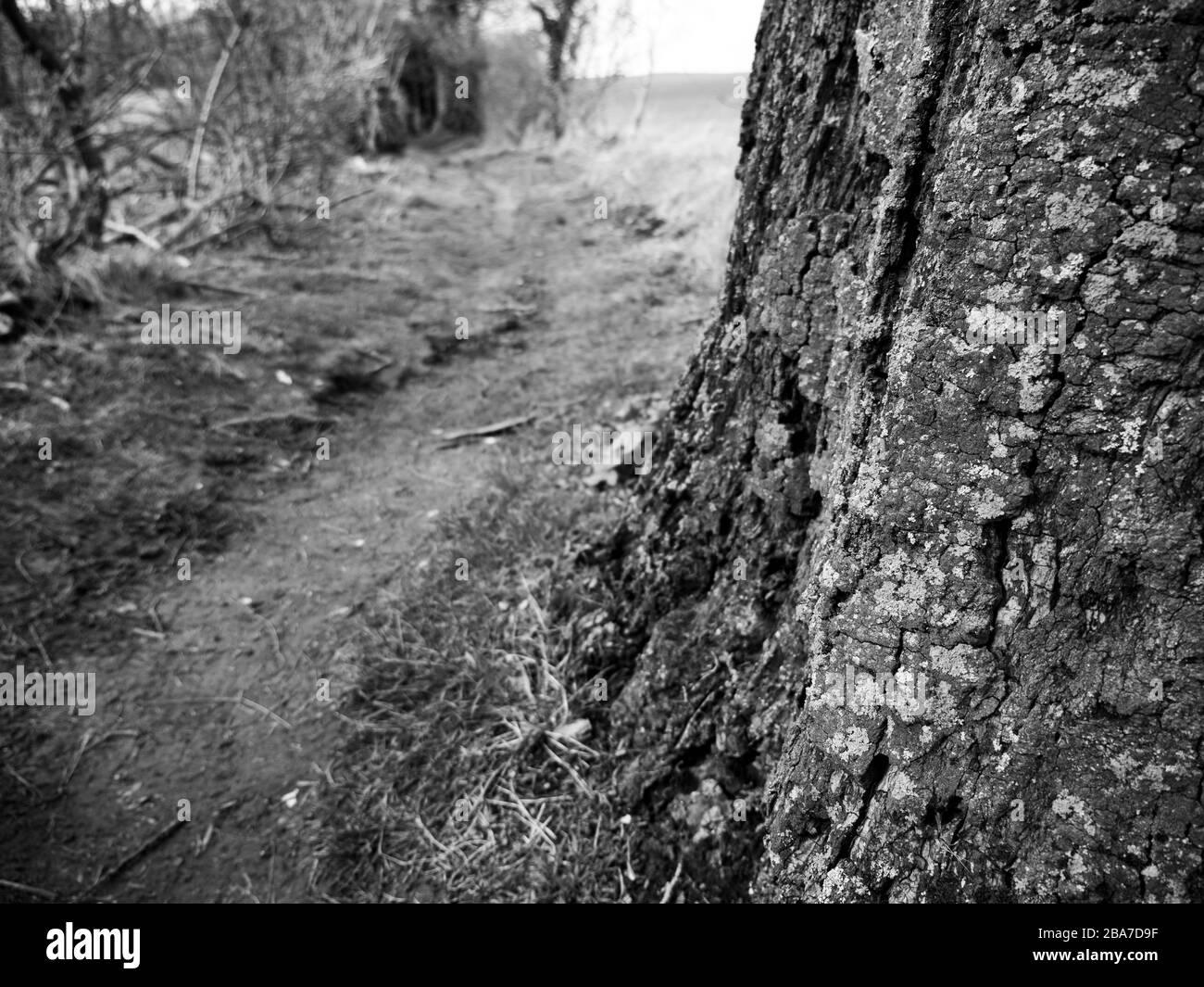 Paysage noir et blanc, Lichen sur Oak Tree, Ridgeway National Trail, Chiltern Hills, Banque D'Images