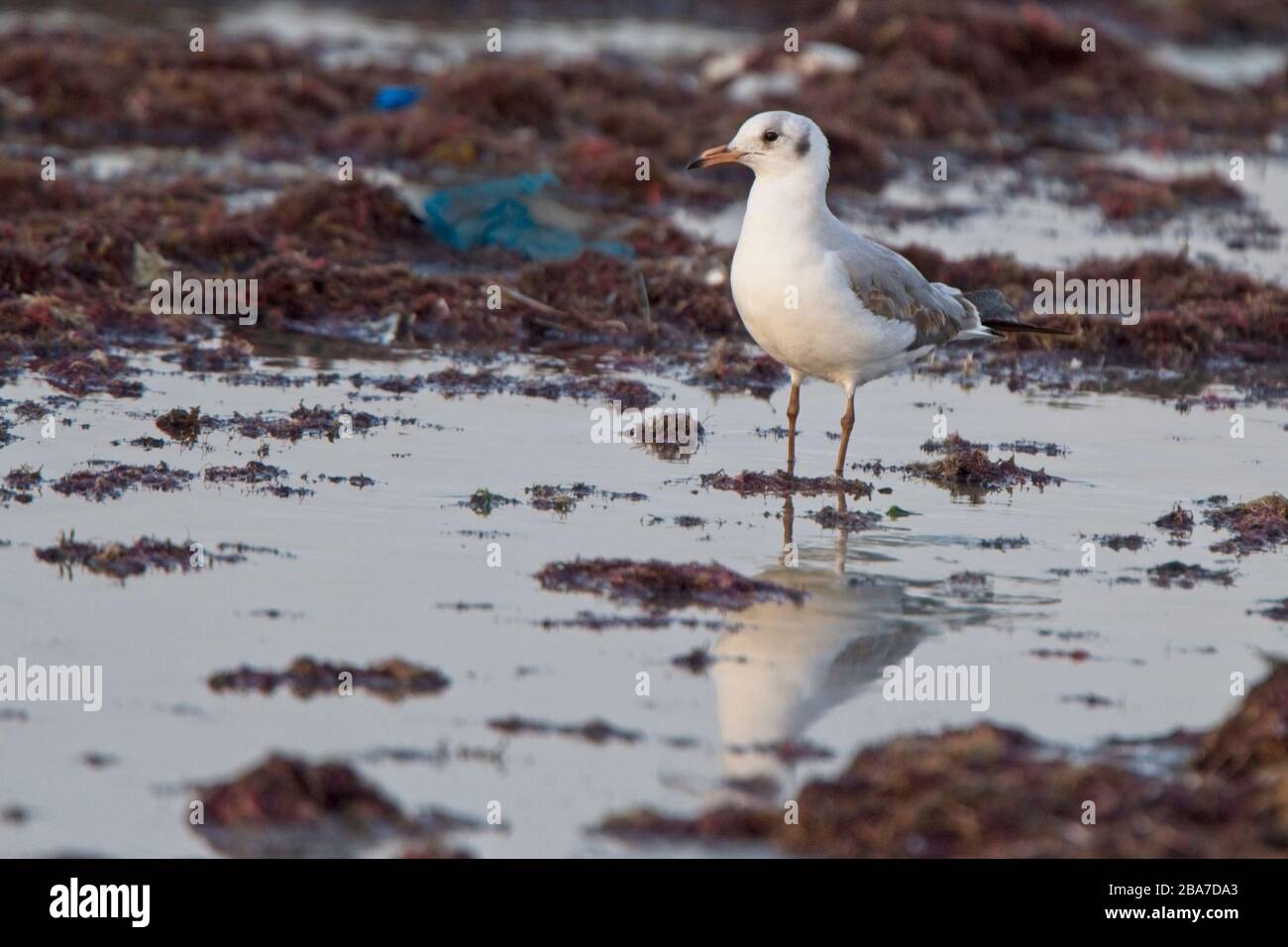 Goll à tête grise (Larus cirrocephalus) le premier hiver sur la rive, Tanji, Gambie. Banque D'Images