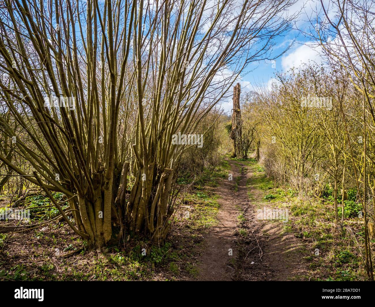 Hazel Tree, sentier, sentier national Ridgeway, Oxfordshire, Angleterre, Royaume-Uni, GB. Banque D'Images