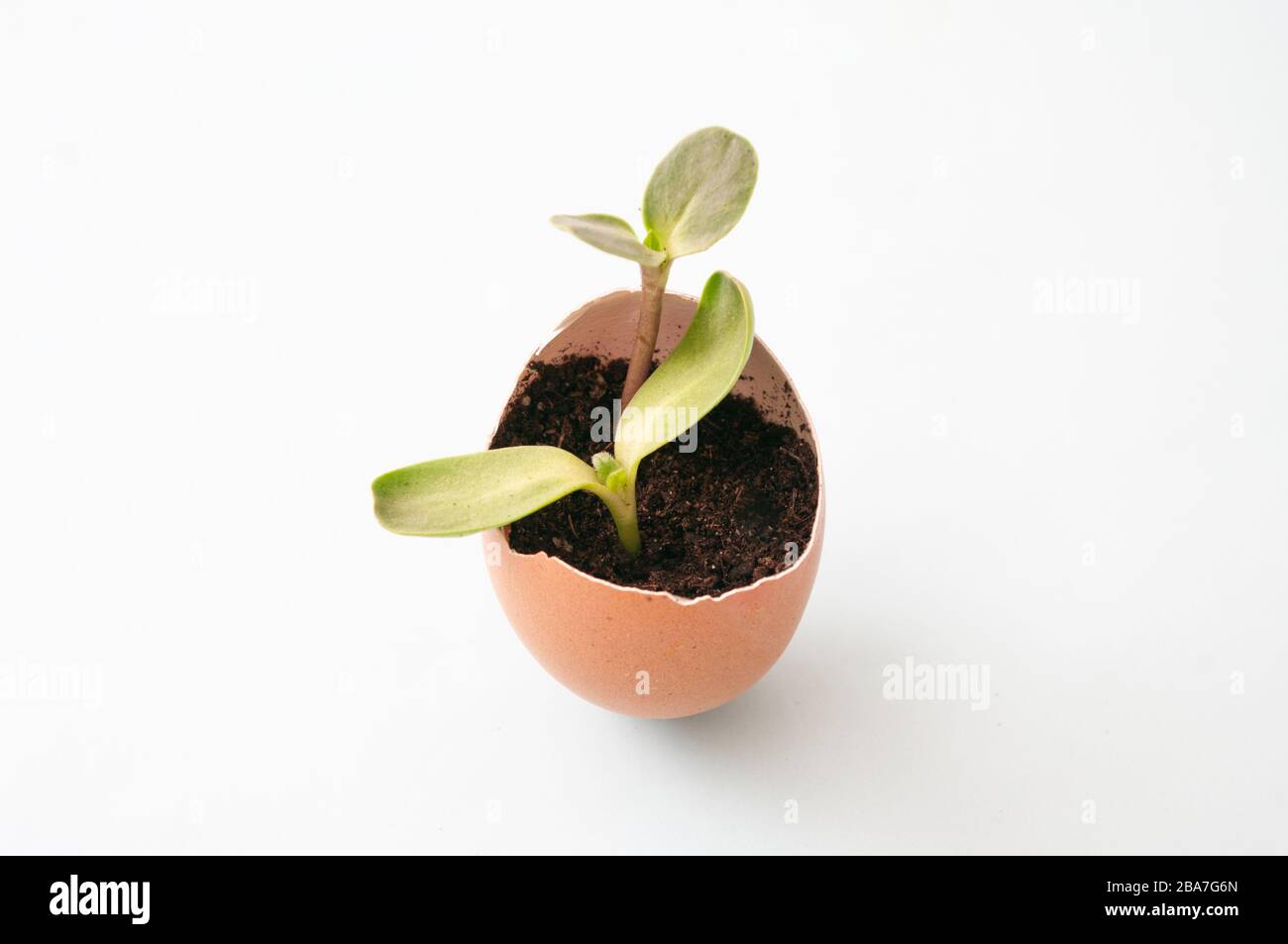Pousses fraîches, plants de plantules dans les coquilles d'aubergines. Lits de jardin à la maison. Cultiver des légumes, zéro gaspillage. Gros plan Banque D'Images