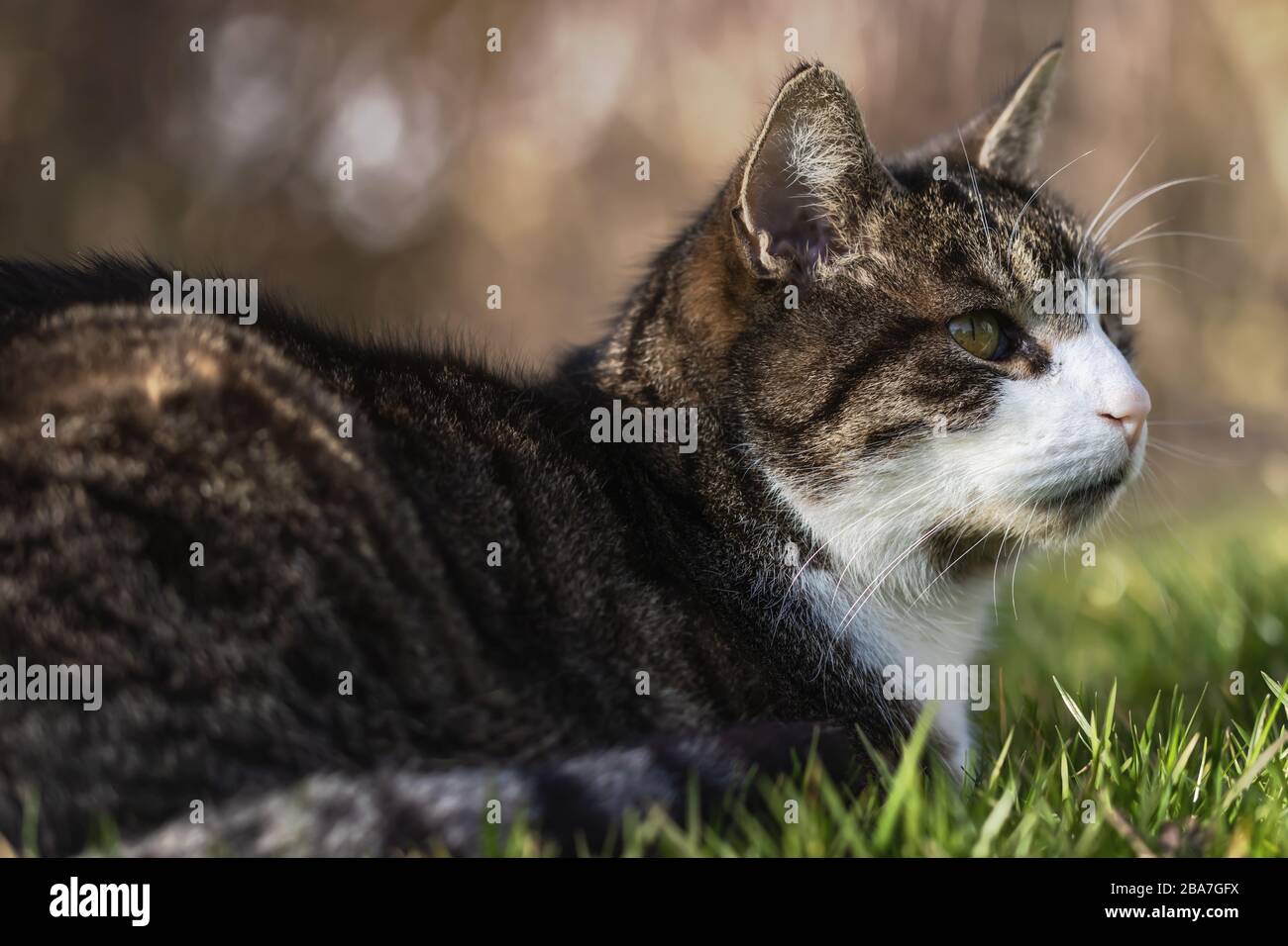 Cat au soleil de printemps, Allemagne Banque D'Images
