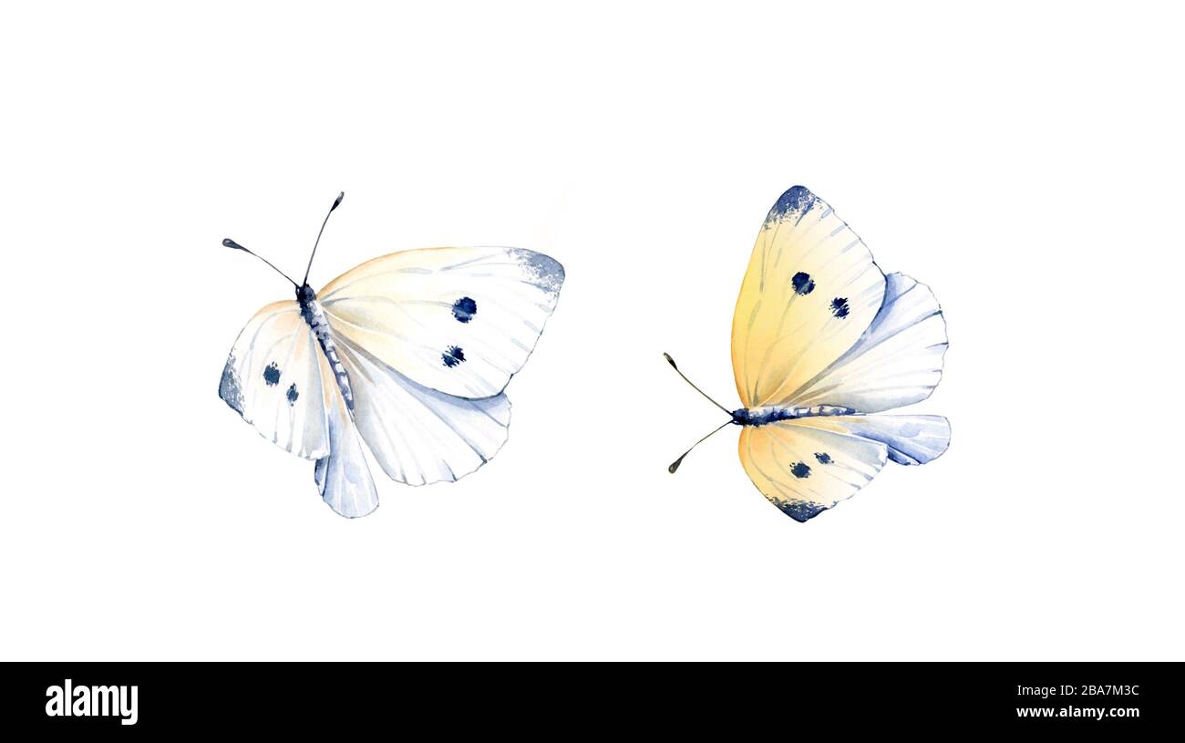 Ensemble de papillons aquarelle. Deux insectes réalistes peints isolés sur blanc. Ailes blanches et jaunes détaillées. Illustration estivale peinte à la main Banque D'Images