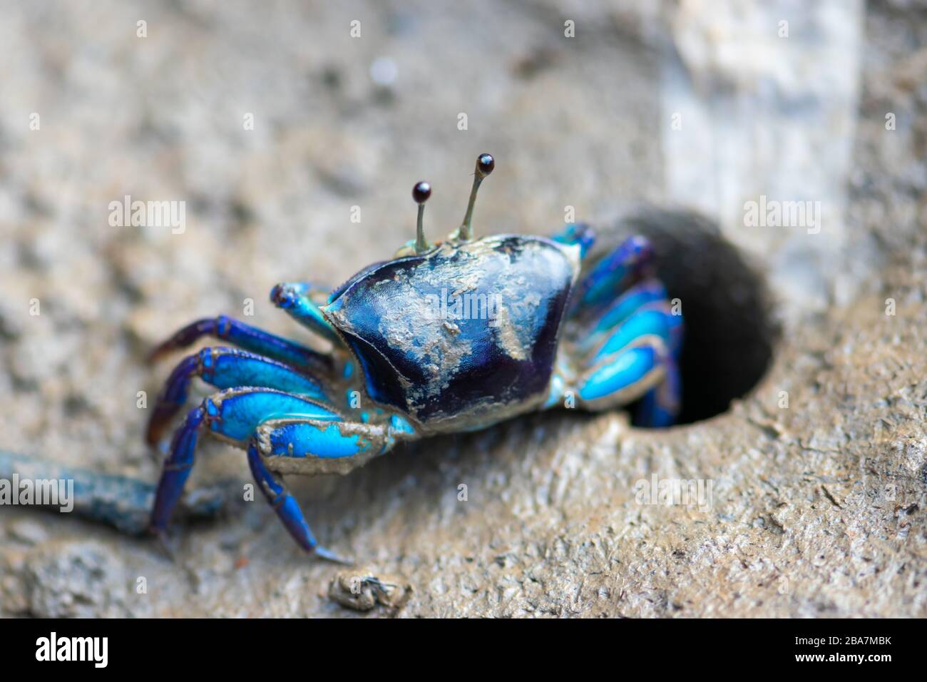 Blue Fiddler (Ghost, appelant) crabe (chant Uca) sur un terrain boueux et entrée de trou en Thaïlande. Le crabe est mis au point par l'appareil photo et d'autres détails sur la photo Banque D'Images