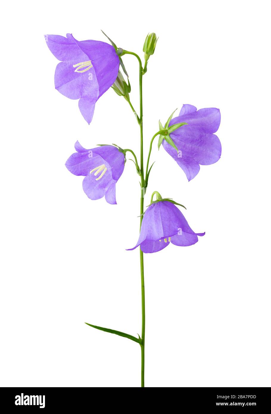 Fleur de groom à feuilles de pêche, campanula isolé sur fond blanc, y compris le chemin de découpe. Allemagne. Pfirsichblättrige Glockenblume (Campanula persicif Banque D'Images