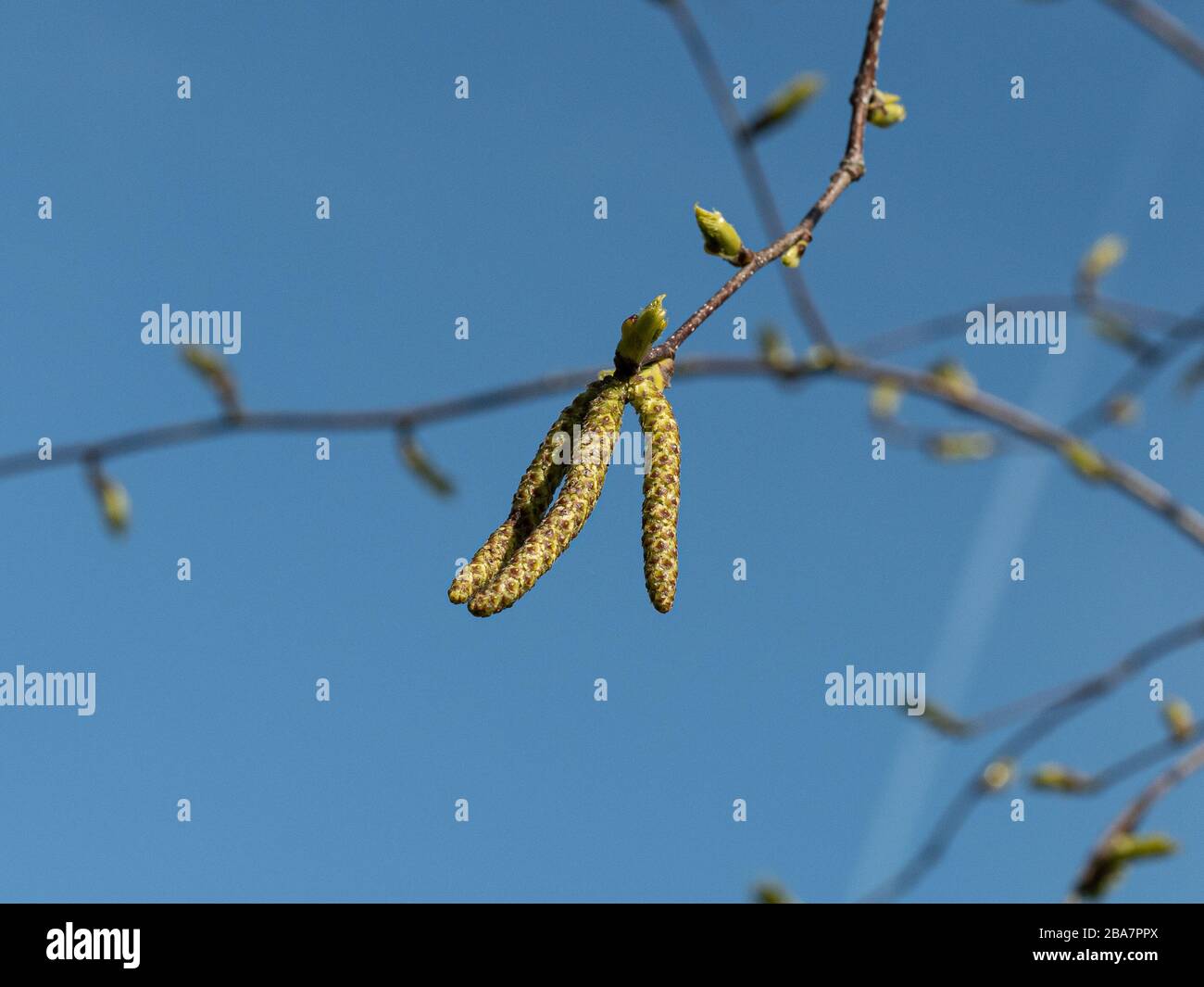 Un gros plan des chatons de Betula papyrifera contre un ciel bleu clair Banque D'Images