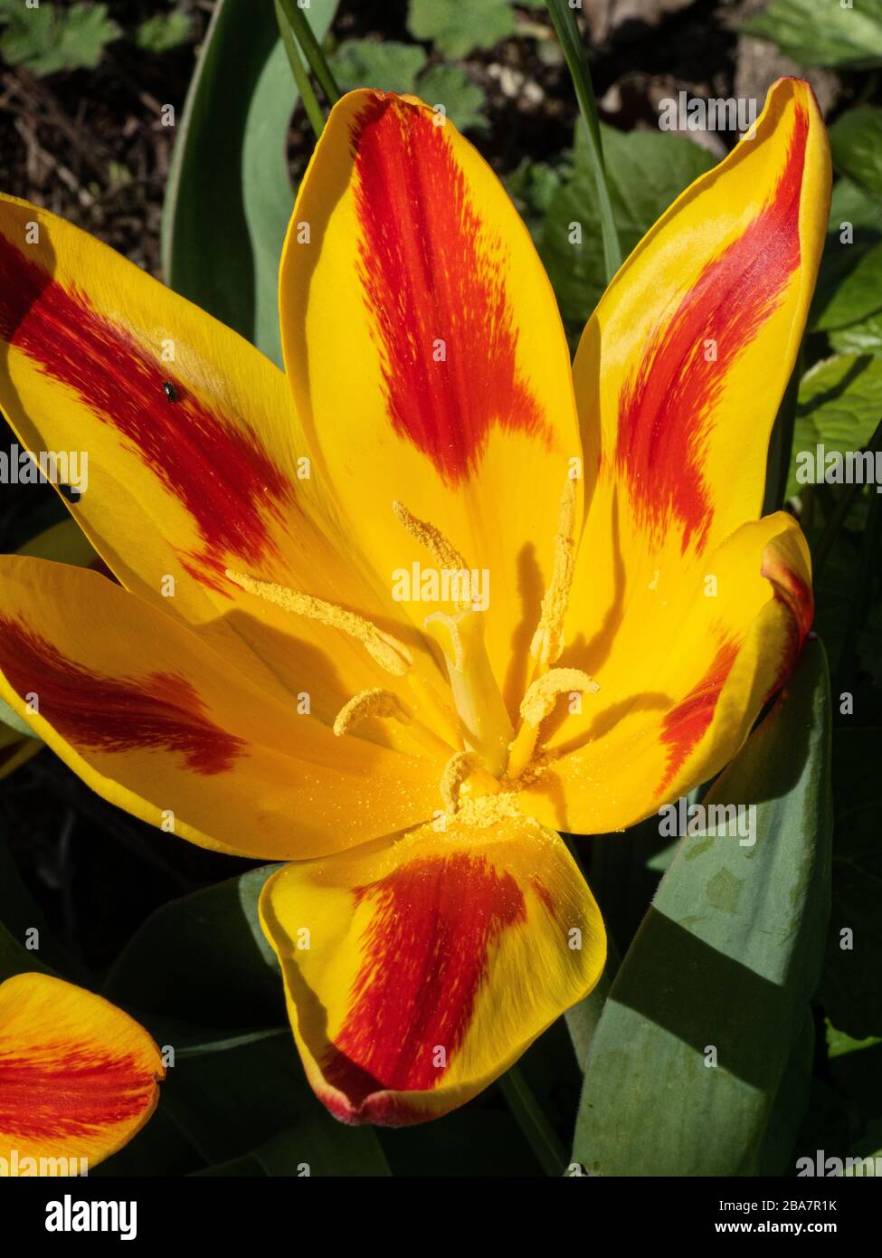 Gros plan sur une seule fleur rouge et jaune du drapeau espagnol des tulipes Banque D'Images