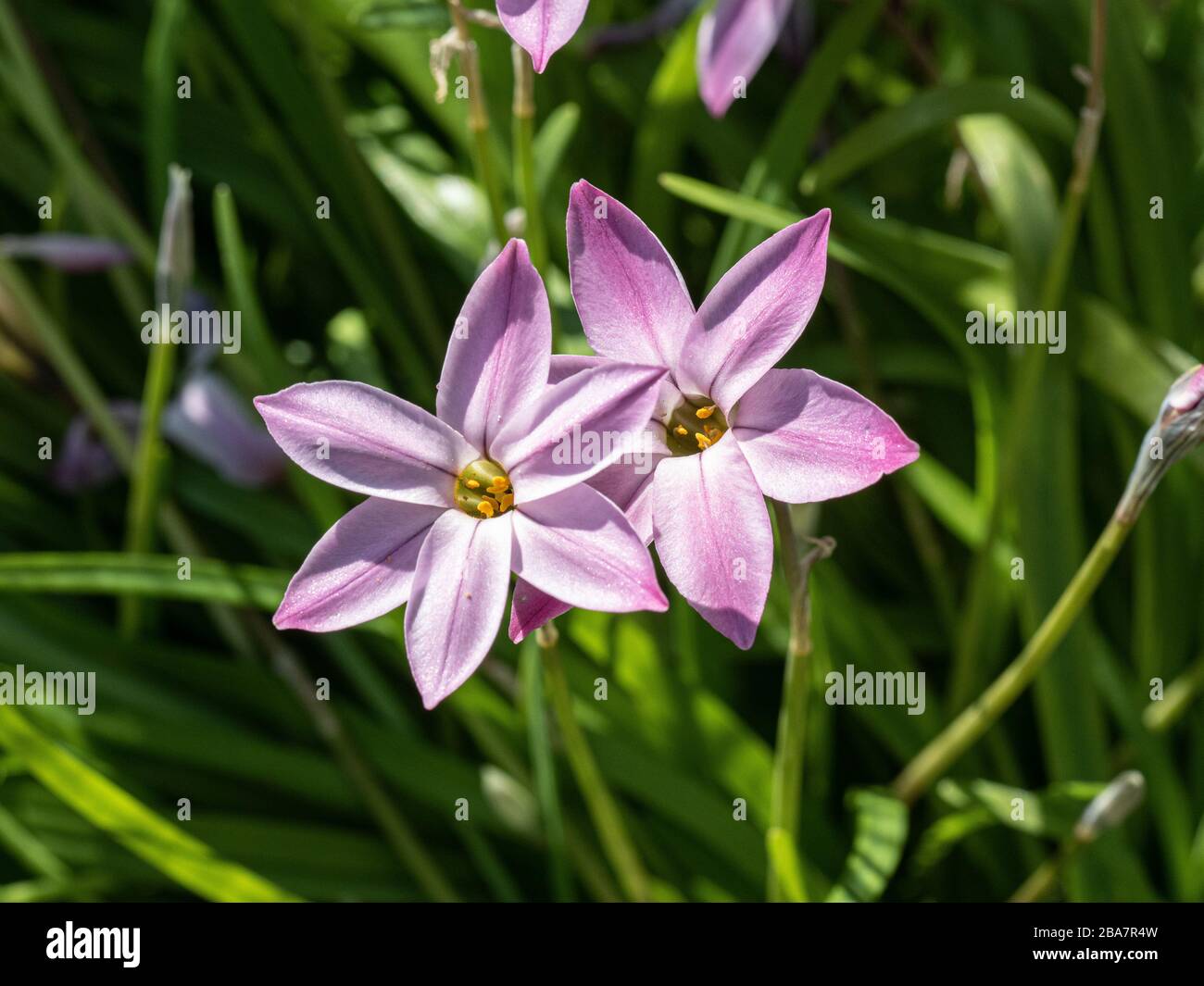 Fleurs roses en forme d'étoile Banque de photographies et d’images à — free download