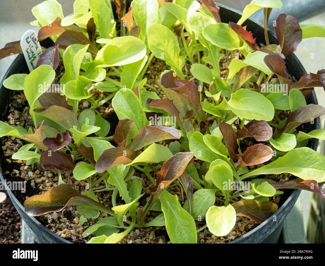 Un pot de jeunes lettuces en pleine croissance pour salade de feuilles Banque D'Images