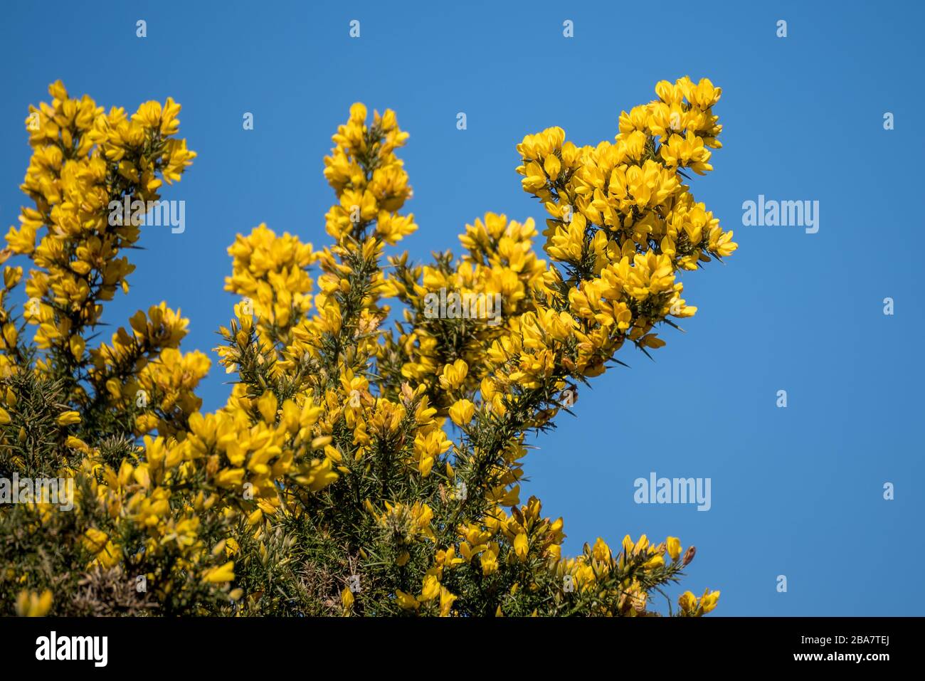 Gorse commune (Ulex europaeus) en rafale dans la fleur au printemps Banque D'Images