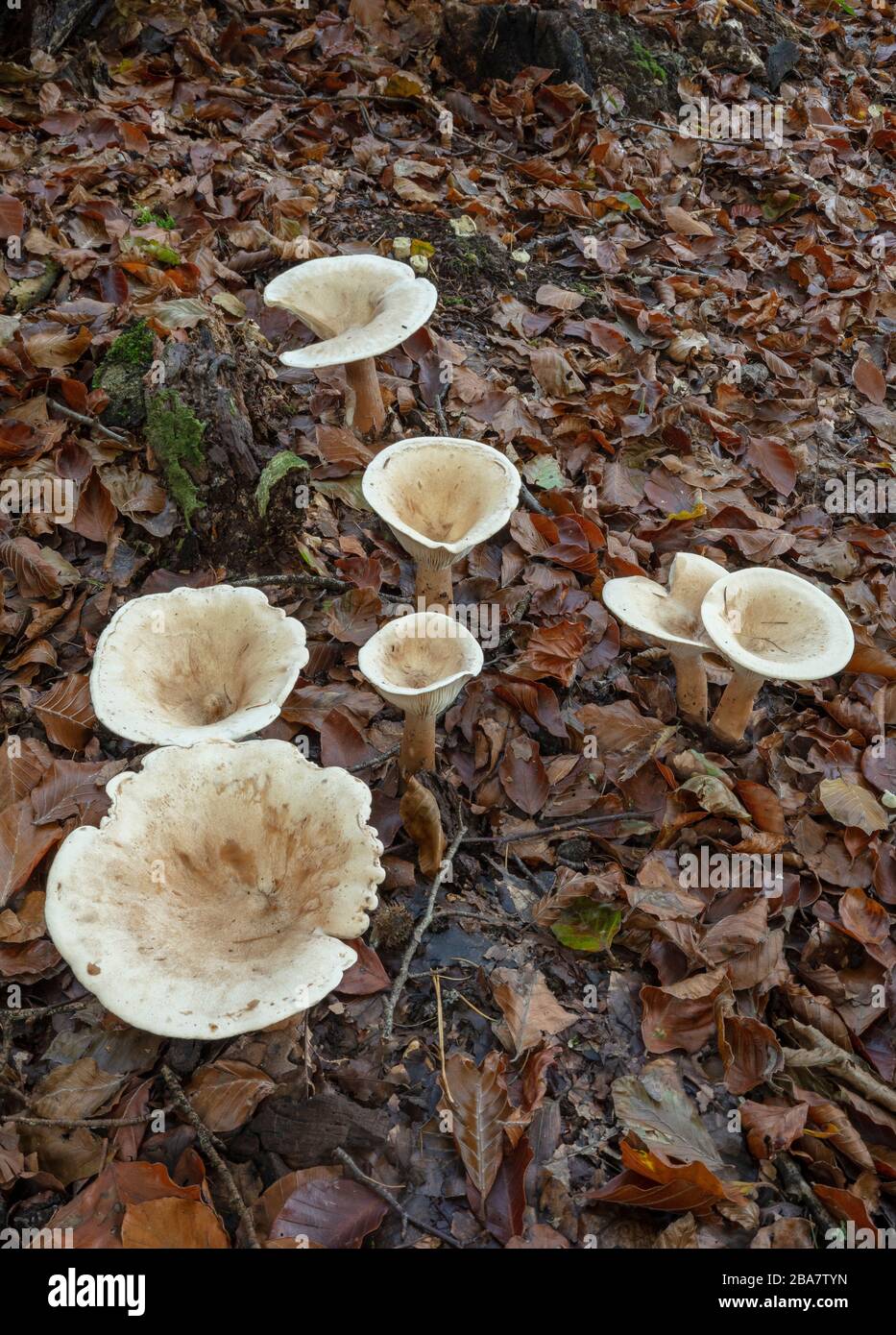 Trooping Funnel mycètes, Clitocybe geotropa, groupe dans les bois décidus, Nouvelle forêt. Banque D'Images