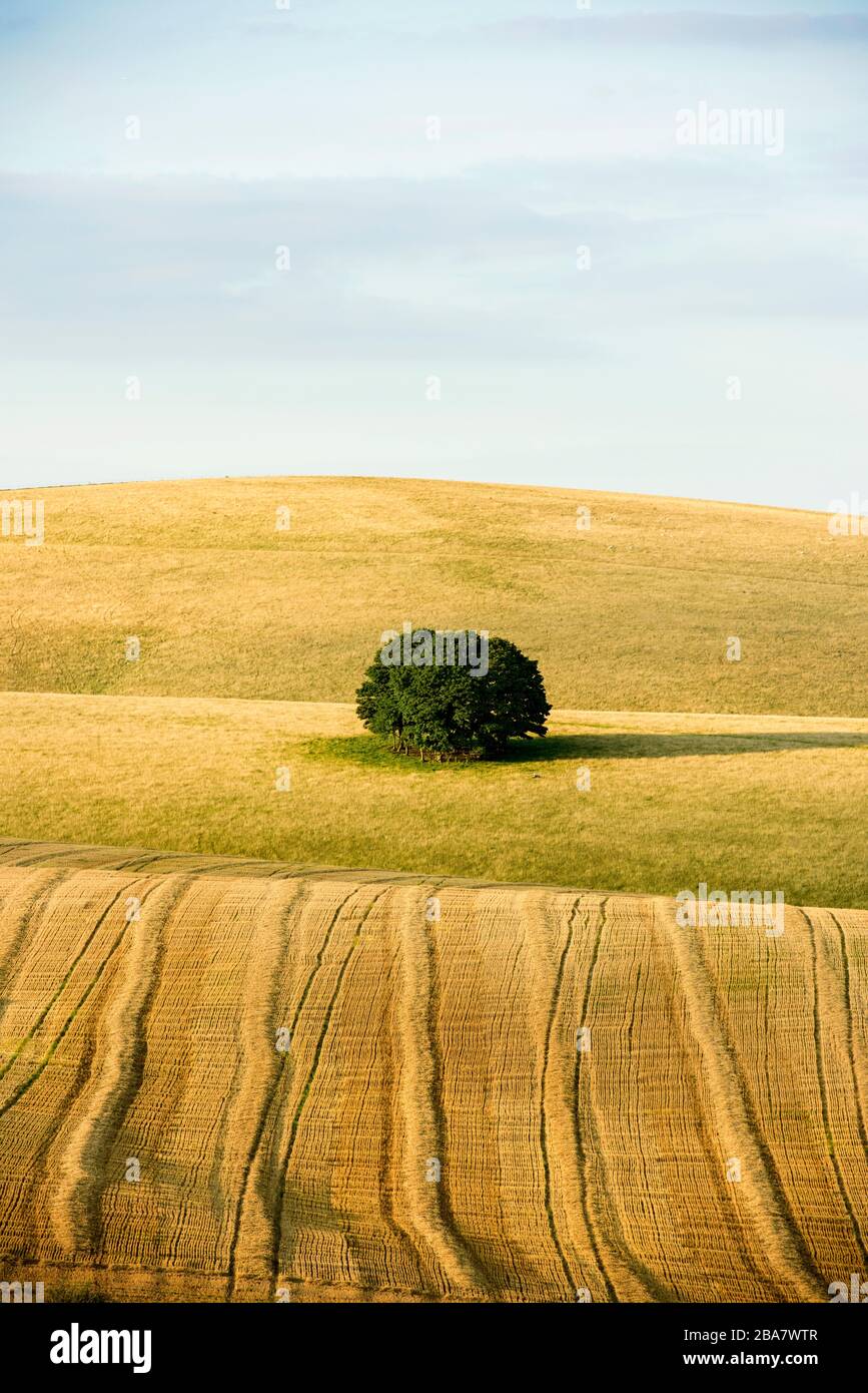 Un groupe d'Ash arbres sur un champ dans les South Downs avec un champ récemment labouré dans le premier plan et le ciel bleu Banque D'Images