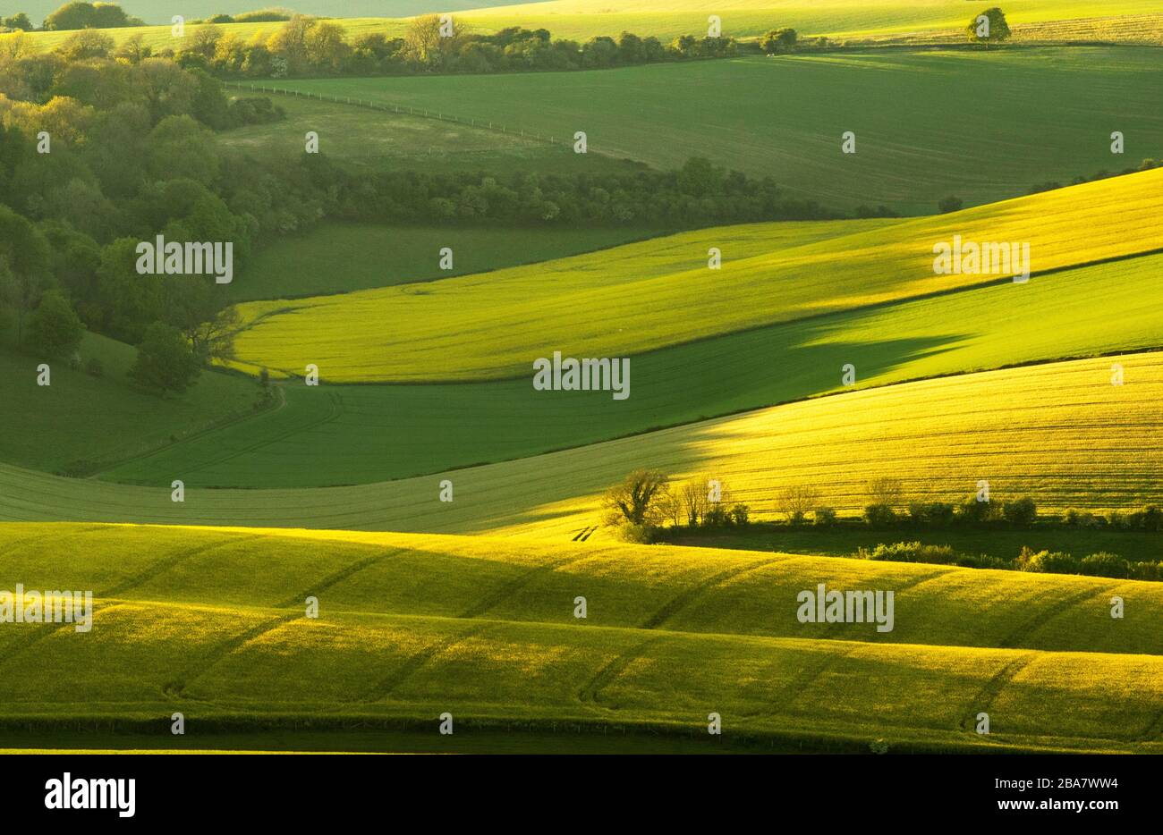 Vue de Jugg's Road sur les South Downs, East Sussex en fin d'après-midi avec des champs de colza, des arbres et des haies sur un fin été de l'afternnon Banque D'Images