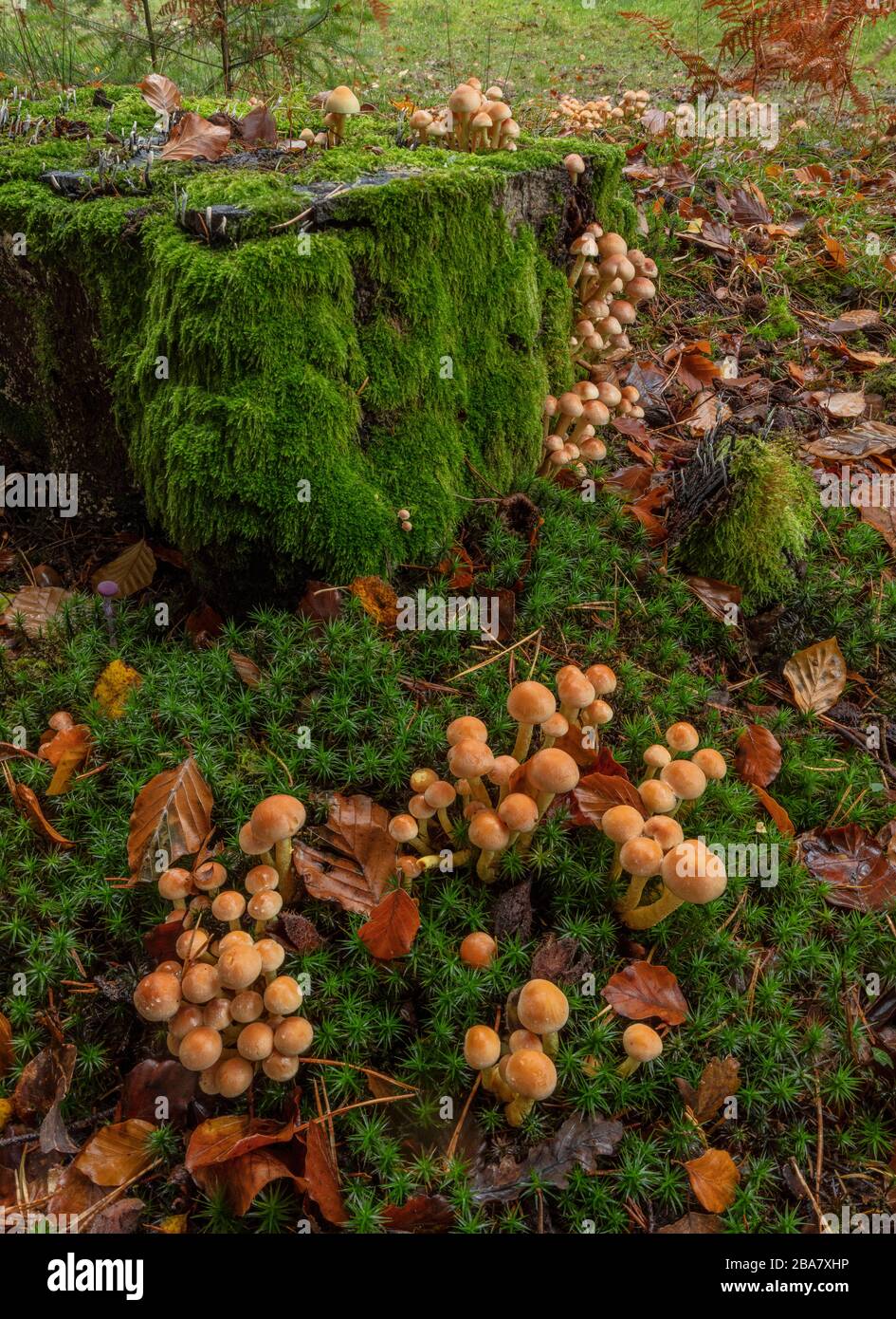 Touffes de soufre, Hypholoma fasciculare, regroupées autour de la vieille souche de conifères, Nouvelle forêt. Banque D'Images