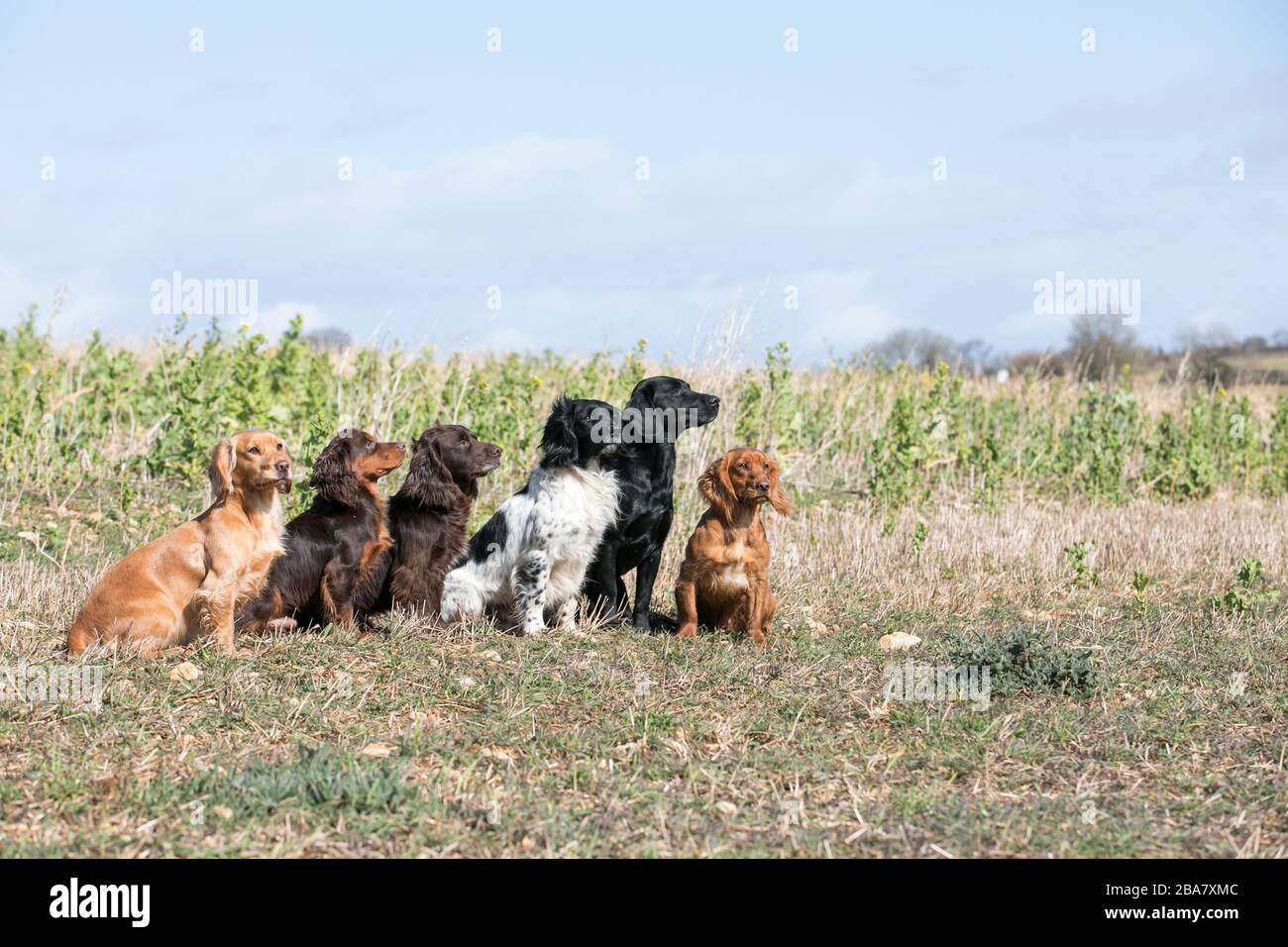 Prise de vue du groupe Gundog Banque D'Images