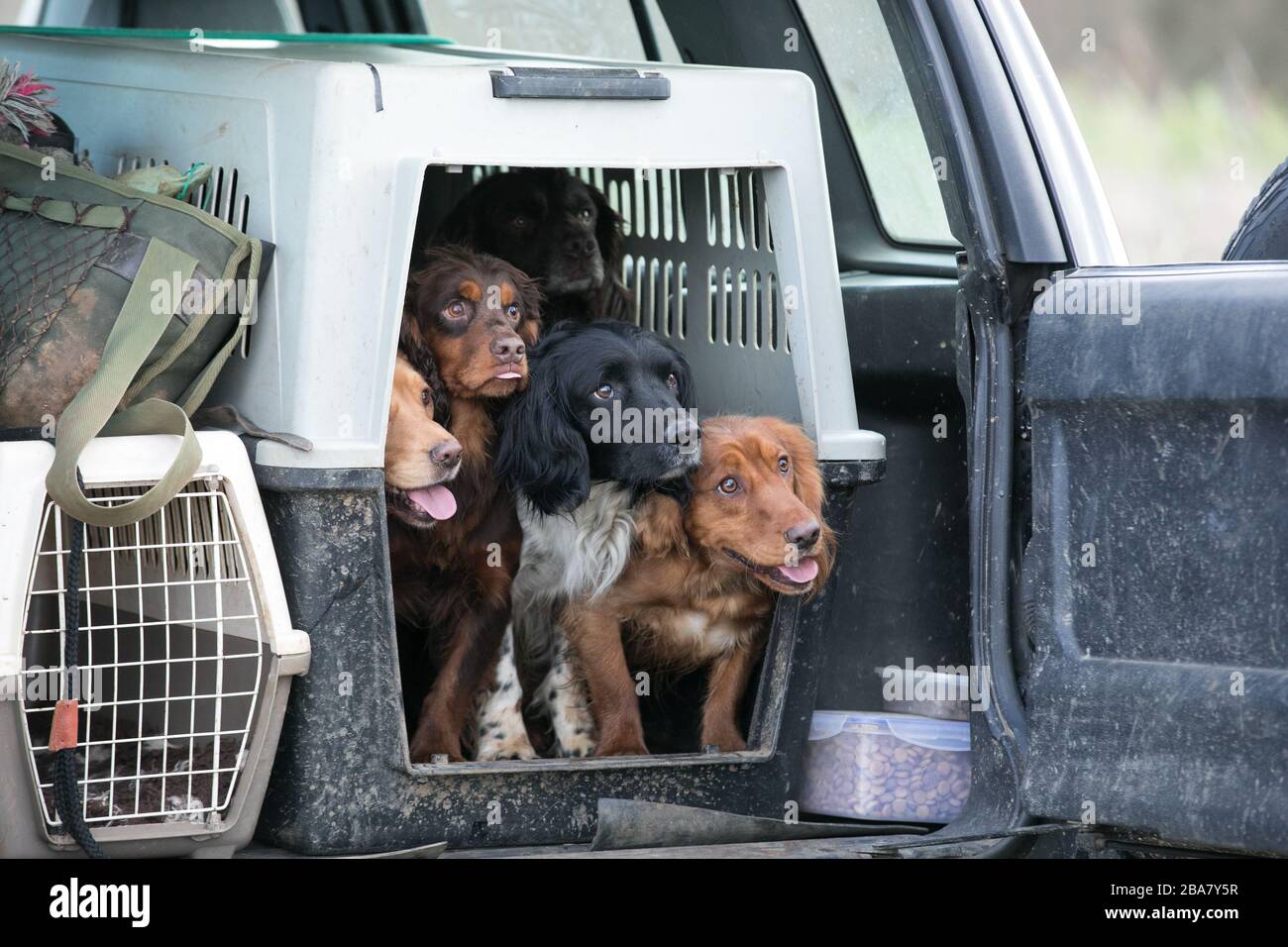 Chiens en voiture Banque D'Images